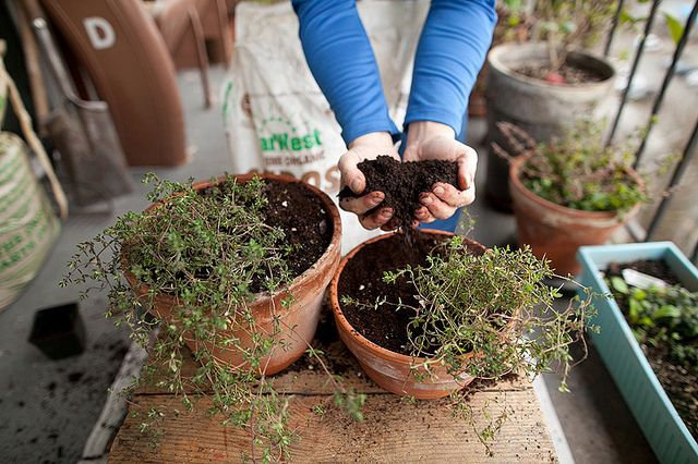Faça você mesmo: Como fazer uma horta de temperos e vegetais em casa | Como ter uma casa sustentável
