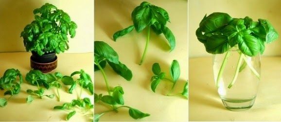 Conheça alguns vegetais que podem ser replantados numa vasilha com água