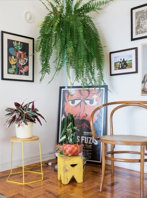20 ideias de decoração com plantas naturais para te inspirar