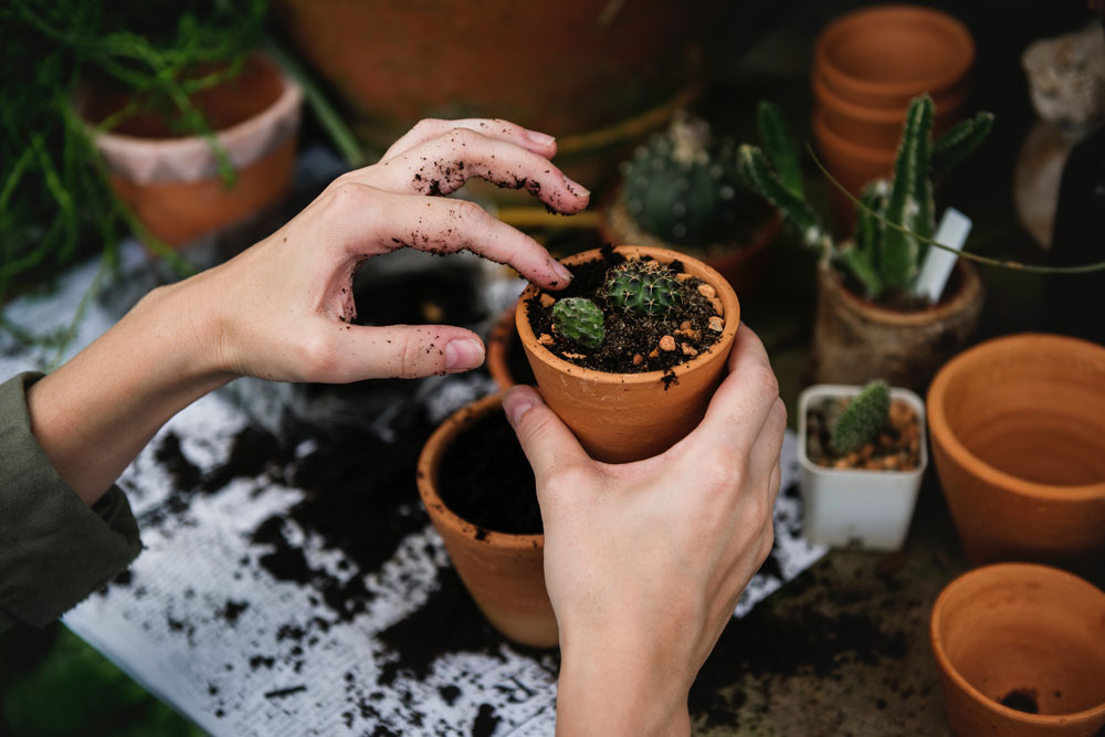 Como plantar em vasos: Aprenda em um passo-a-passo simples e rápido