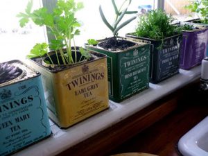 Como plantar em vasos: Aprenda em um passo-a-passo simples e rápido