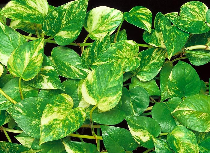 10 plantas resistentes que sobreviverão em ambientes com pouca luminosidade
