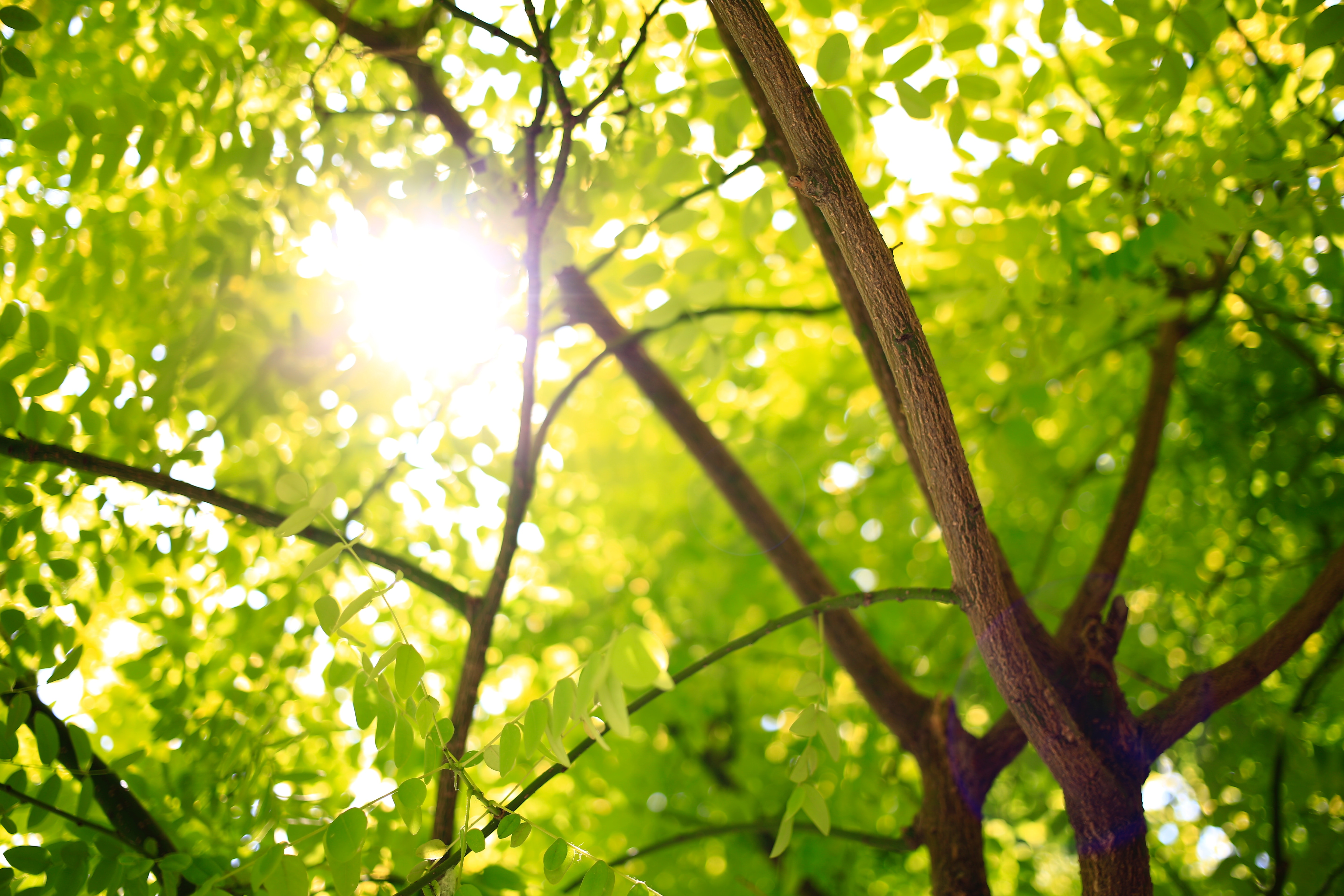 Como Plantar Árvores Pode Resolver o Problema Do Calor