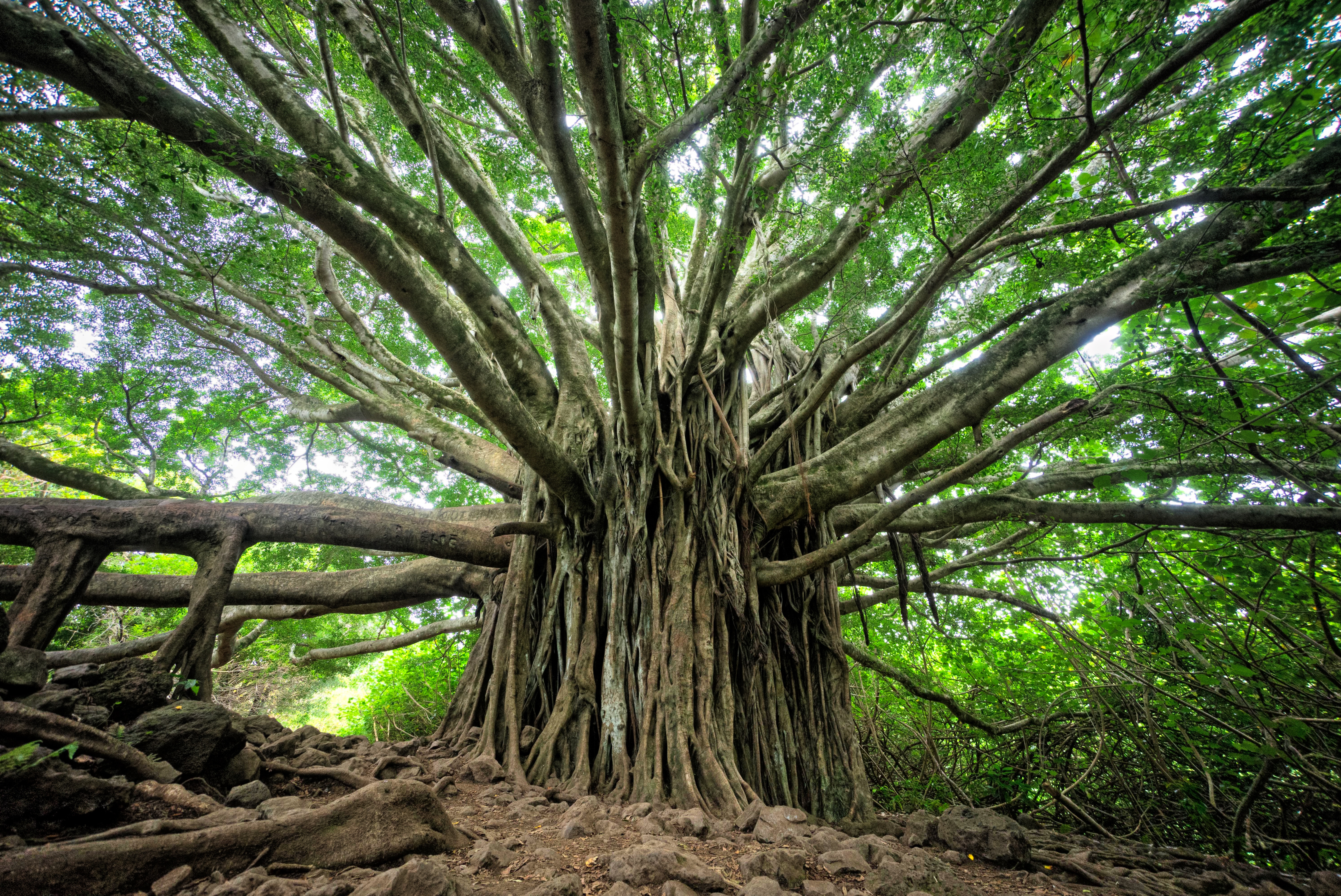Lembrancinha para o Dia da Árvore: Conheça a Papel Semente