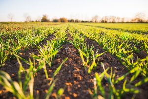 Agricultura Regenerativa - Descubra o que é e por que é importante