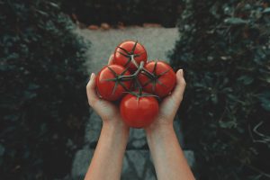 Receitas com tomate da horta caseira em Papel Semente