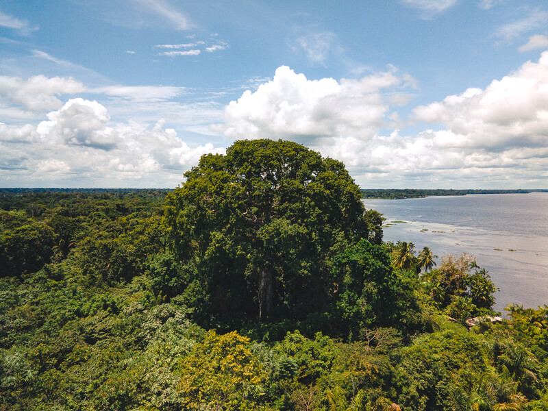 floresta amazonica caracteristicas animais bioma clima flora