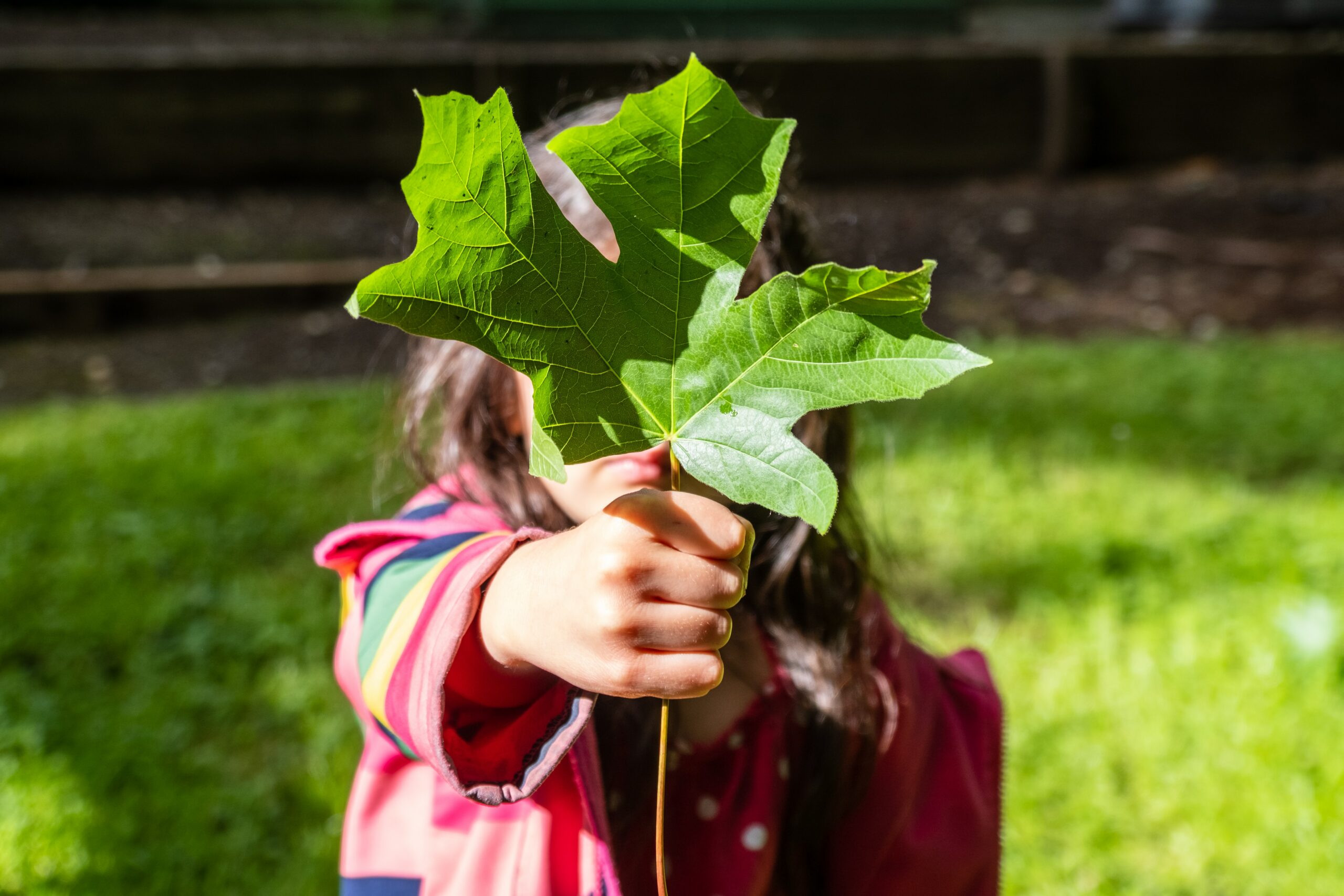 Atividades sobre o Meio Ambiente - Educação Infantil