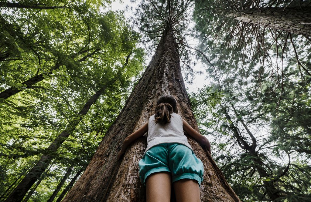 Dia Internacional da Floresta | Papel Semente